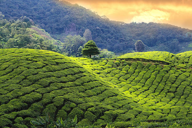 Tea Trails & Sri Lankan Kitchen – Sri Lanka tour
