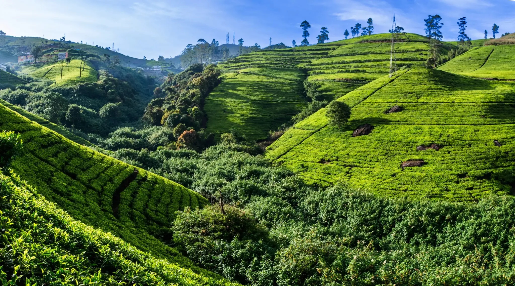 Tea plantation